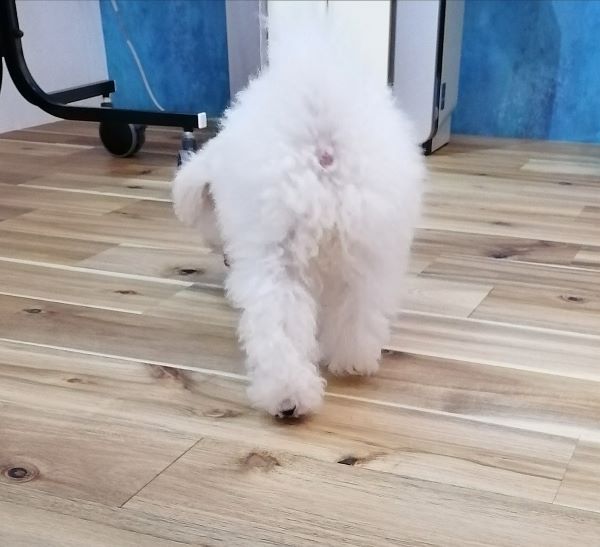 f:id:dogsalon-oluolu:20200713000010j:plain f:id:dogsalon-oluolu:20200713000010j:plain