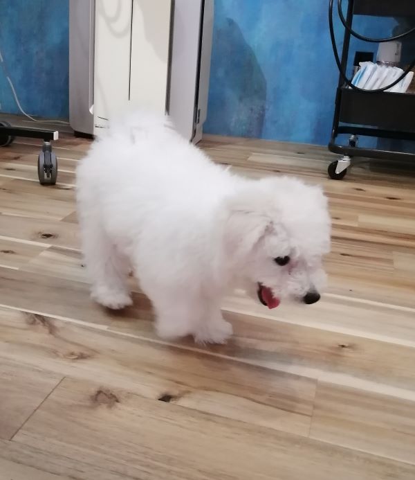 f:id:dogsalon-oluolu:20200713000022j:plain f:id:dogsalon-oluolu:20200713000022j:plain