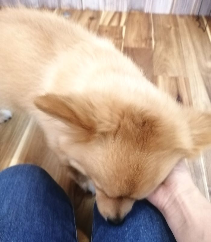 f:id:dogsalon-oluolu:20200713001336j:plain f:id:dogsalon-oluolu:20200713001336j:plain