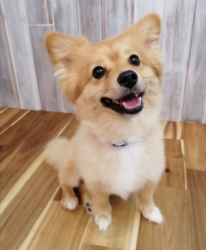 f:id:dogsalon-oluolu:20200713001348j:plain f:id:dogsalon-oluolu:20200713001348j:plain