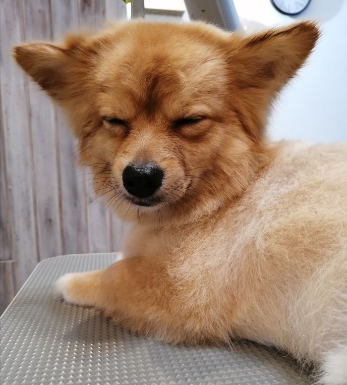 f:id:dogsalon-oluolu:20200713001416j:plain f:id:dogsalon-oluolu:20200713001416j:plain