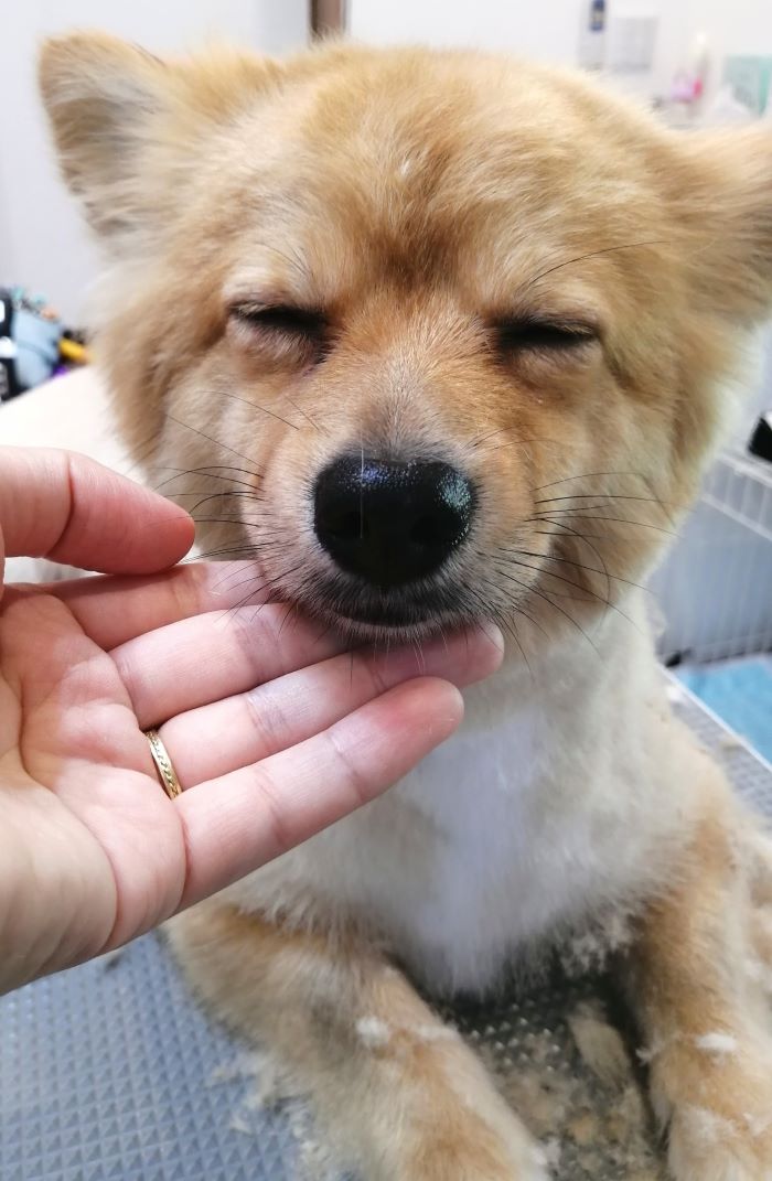 f:id:dogsalon-oluolu:20200713001429j:plain f:id:dogsalon-oluolu:20200713001429j:plain