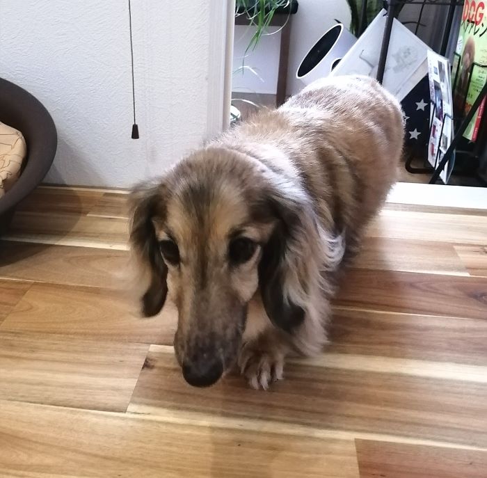 f:id:dogsalon-oluolu:20200713004756j:plain f:id:dogsalon-oluolu:20200713004756j:plain