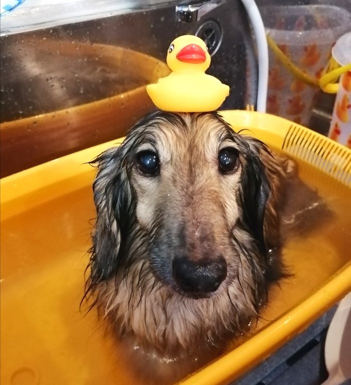 f:id:dogsalon-oluolu:20200713004835j:plain f:id:dogsalon-oluolu:20200713004835j:plain