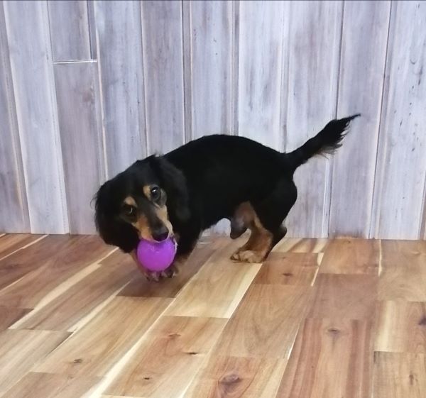 f:id:dogsalon-oluolu:20200713195104j:plain f:id:dogsalon-oluolu:20200713195104j:plain