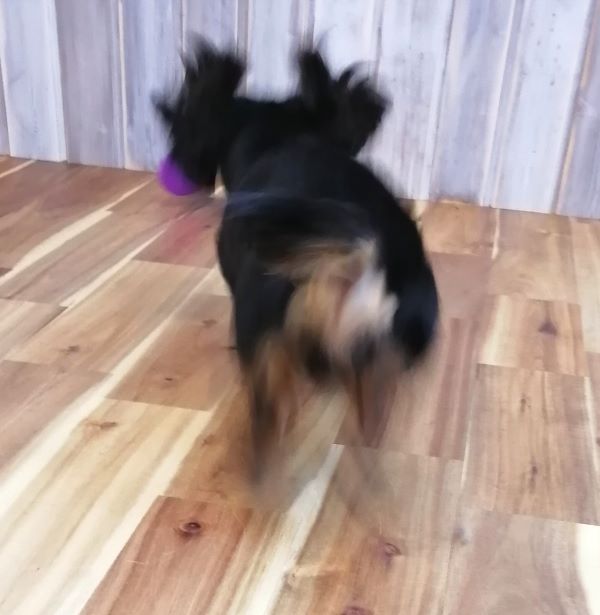 f:id:dogsalon-oluolu:20200713195113j:plain f:id:dogsalon-oluolu:20200713195113j:plain