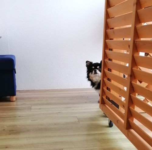 f:id:dogsalon-oluolu:20200714143636j:plain f:id:dogsalon-oluolu:20200714143636j:plain
