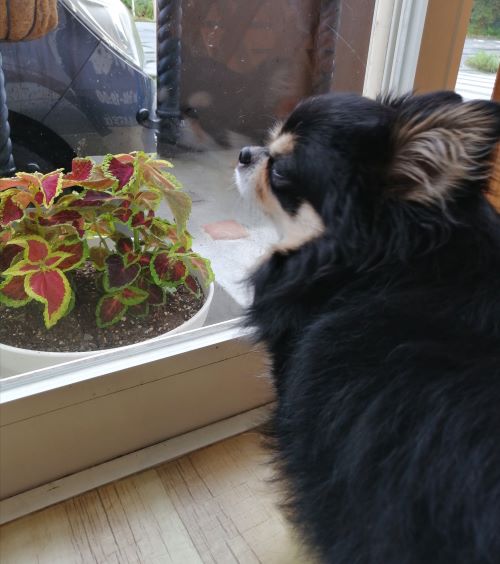 f:id:dogsalon-oluolu:20200714143708j:plain f:id:dogsalon-oluolu:20200714143708j:plain