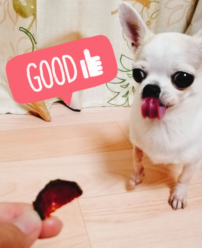 f:id:dogsalon-oluolu:20200714163907j:plain