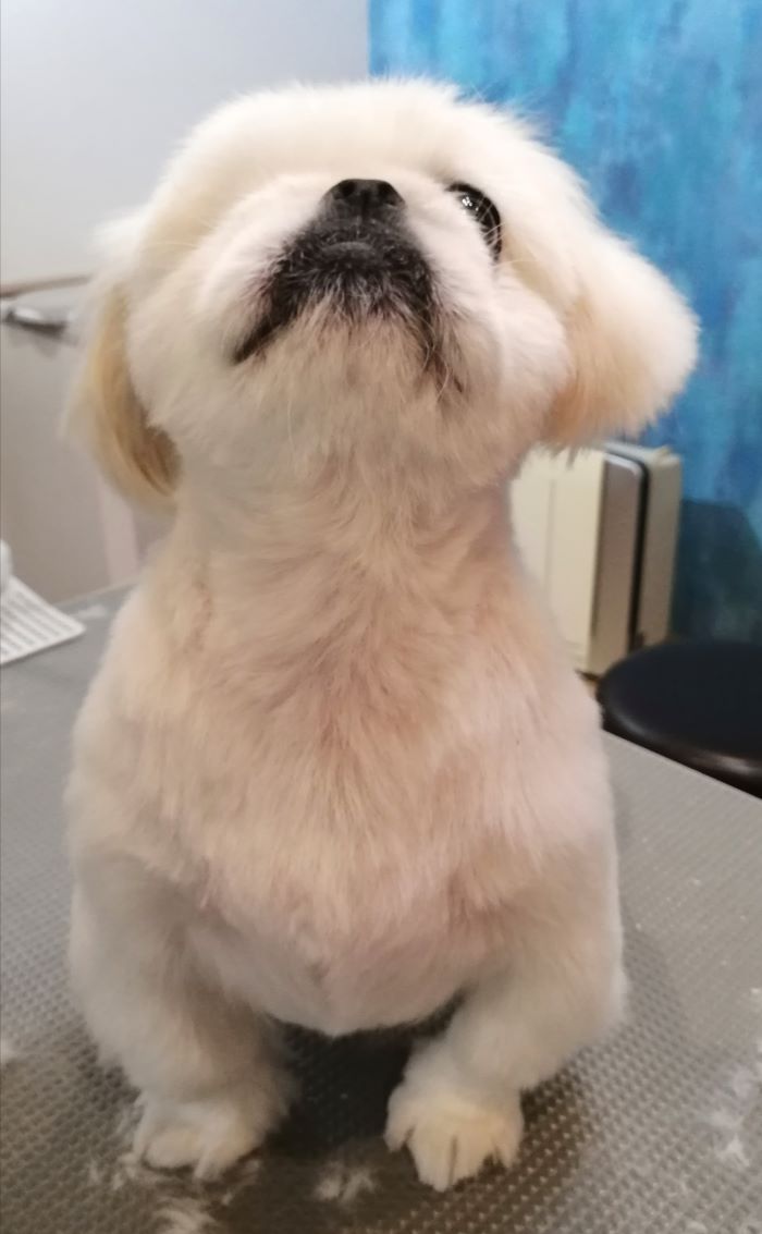 f:id:dogsalon-oluolu:20200717171542j:plain f:id:dogsalon-oluolu:20200717171542j:plain