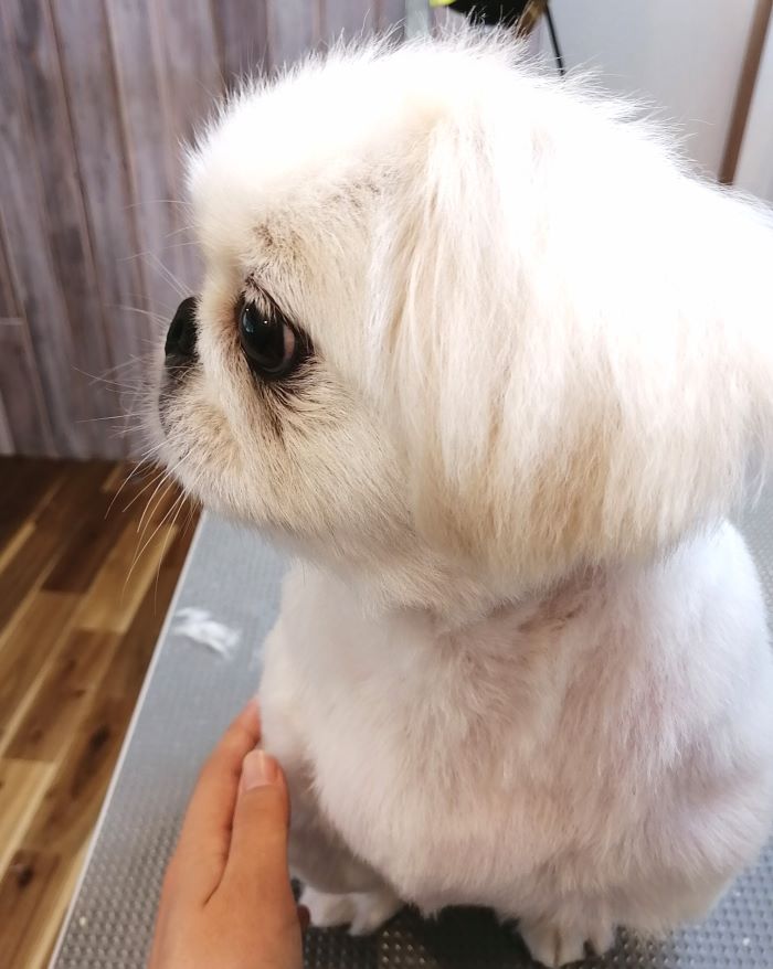 f:id:dogsalon-oluolu:20200717171556j:plain f:id:dogsalon-oluolu:20200717171556j:plain