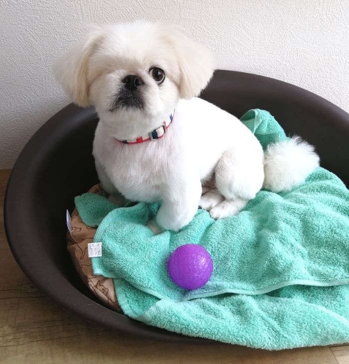 f:id:dogsalon-oluolu:20200717171615j:plain f:id:dogsalon-oluolu:20200717171615j:plain