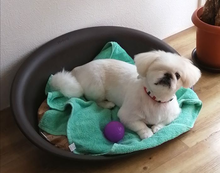 f:id:dogsalon-oluolu:20200717171624j:plain f:id:dogsalon-oluolu:20200717171624j:plain