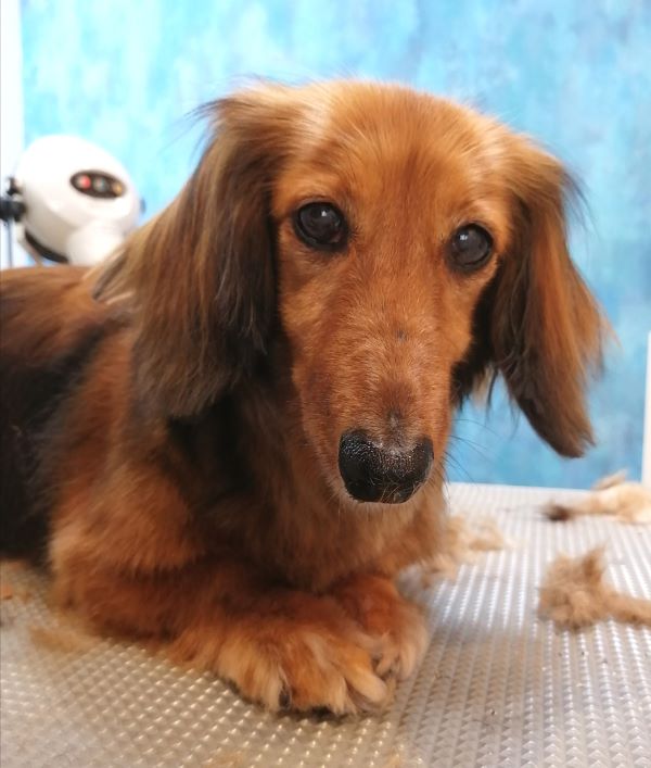 f:id:dogsalon-oluolu:20200719131852j:plain f:id:dogsalon-oluolu:20200719131852j:plain