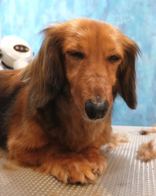 f:id:dogsalon-oluolu:20200719131901j:plain f:id:dogsalon-oluolu:20200719131901j:plain