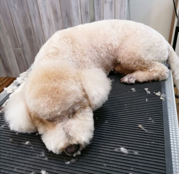 f:id:dogsalon-oluolu:20200720180416j:plain f:id:dogsalon-oluolu:20200720180416j:plain