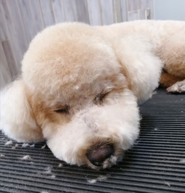 f:id:dogsalon-oluolu:20200720180424j:plain f:id:dogsalon-oluolu:20200720180424j:plain