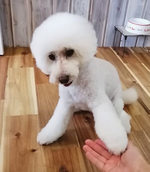 f:id:dogsalon-oluolu:20200801182516j:plain f:id:dogsalon-oluolu:20200801182516j:plain