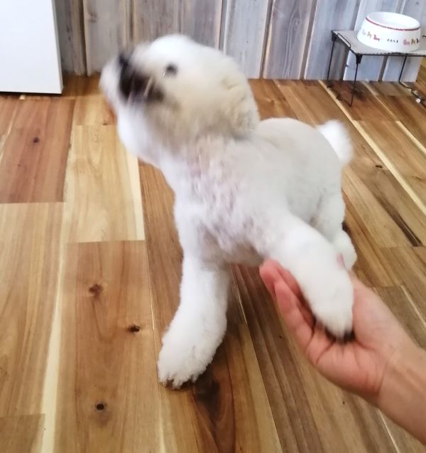 f:id:dogsalon-oluolu:20200801182523j:plain f:id:dogsalon-oluolu:20200801182523j:plain