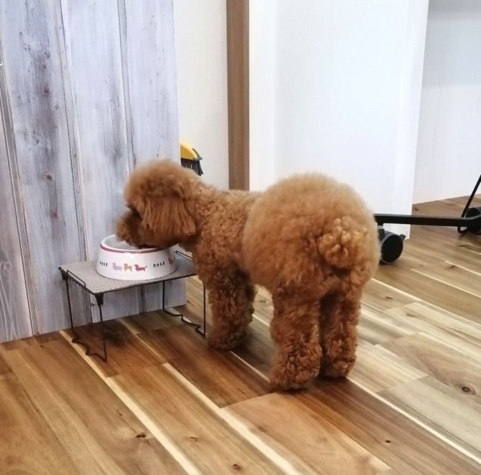 f:id:dogsalon-oluolu:20200810234204j:plain f:id:dogsalon-oluolu:20200810234204j:plain