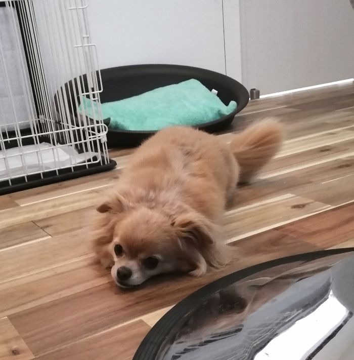 f:id:dogsalon-oluolu:20200824001800j:plain f:id:dogsalon-oluolu:20200824001800j:plain