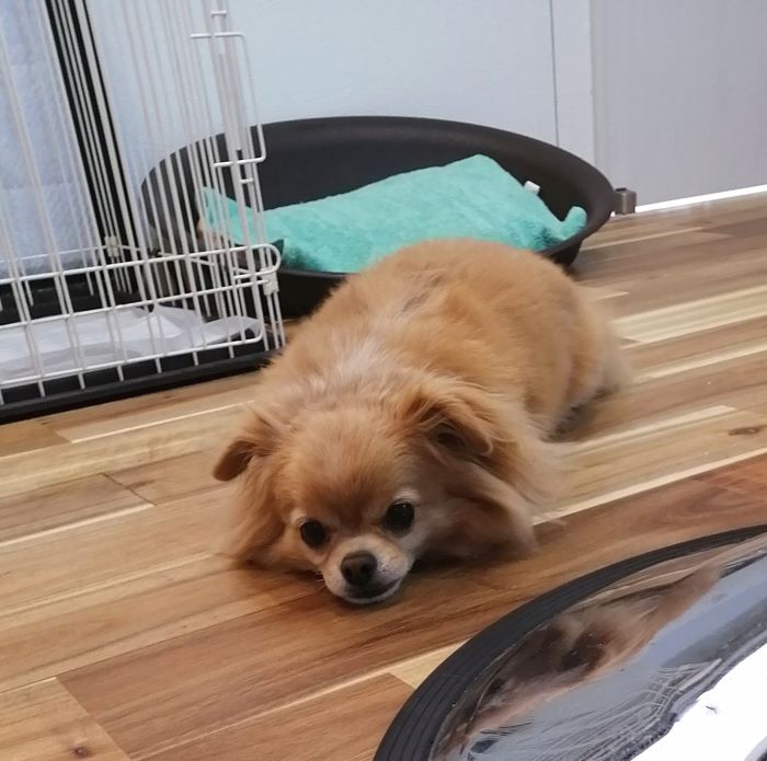 f:id:dogsalon-oluolu:20200824001808j:plain f:id:dogsalon-oluolu:20200824001808j:plain
