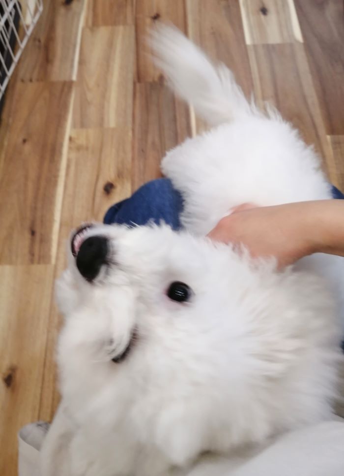 f:id:dogsalon-oluolu:20200903162833j:plain