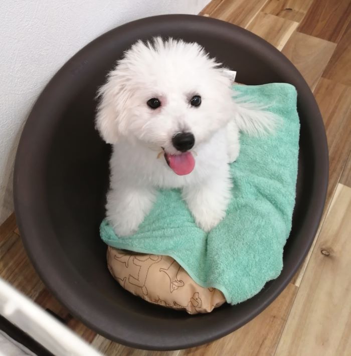 f:id:dogsalon-oluolu:20200903162839j:plain