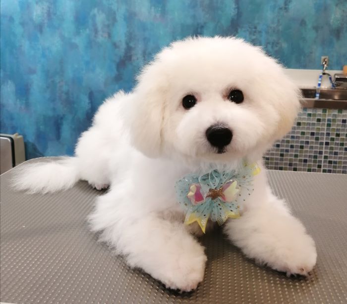 f:id:dogsalon-oluolu:20200903162846j:plain