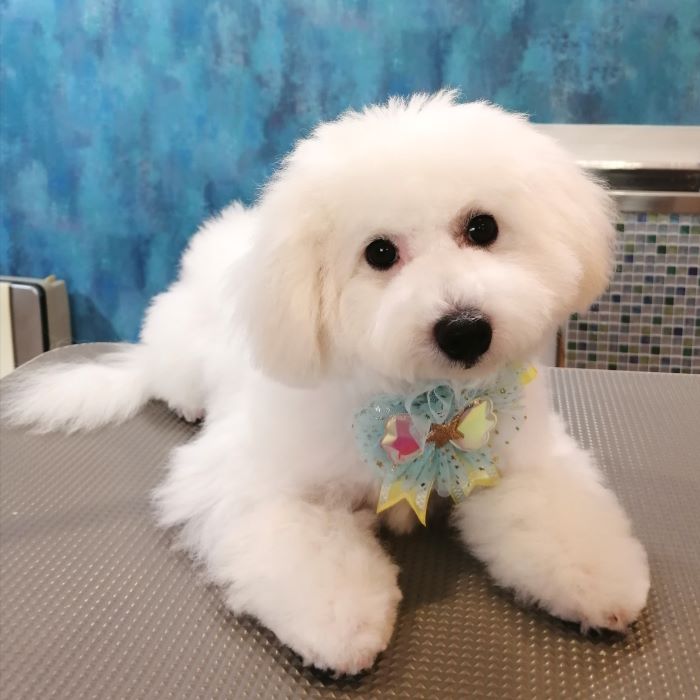 f:id:dogsalon-oluolu:20200903162855j:plain