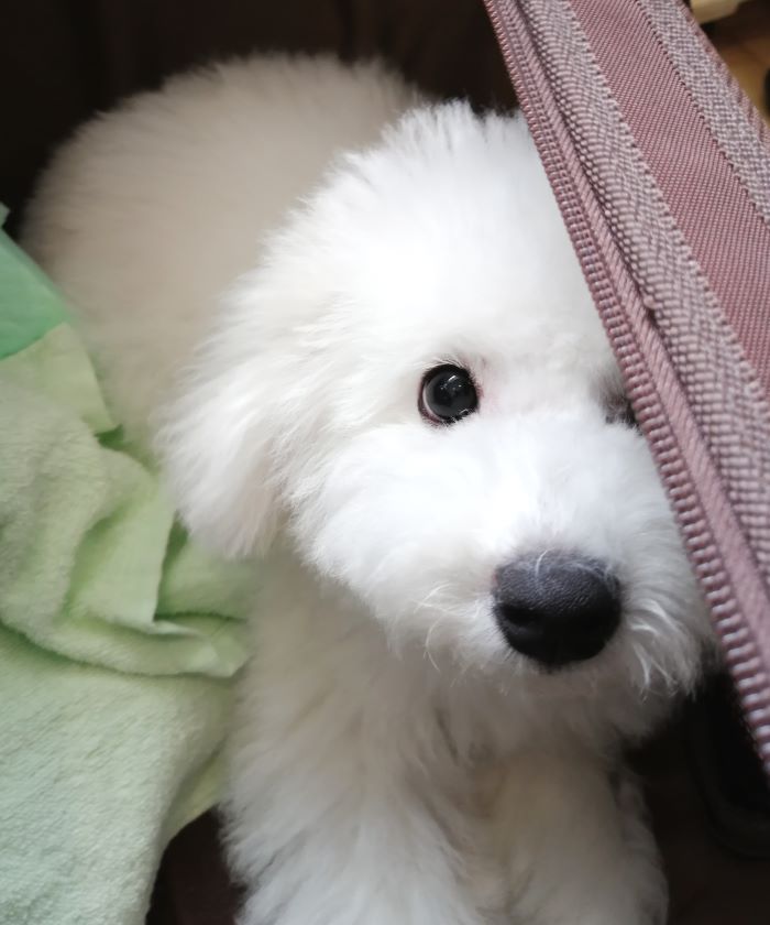 f:id:dogsalon-oluolu:20200903162909j:plain