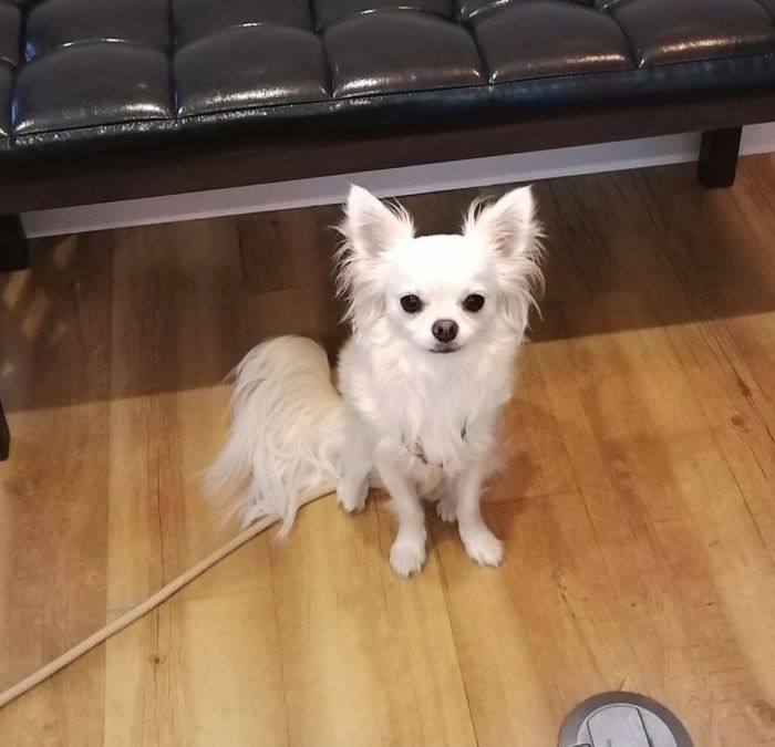 f:id:dogsalon-oluolu:20200903203408j:plain