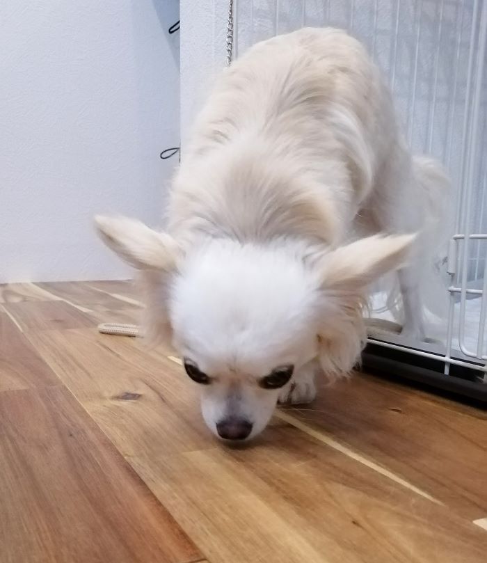 f:id:dogsalon-oluolu:20200903203423j:plain
