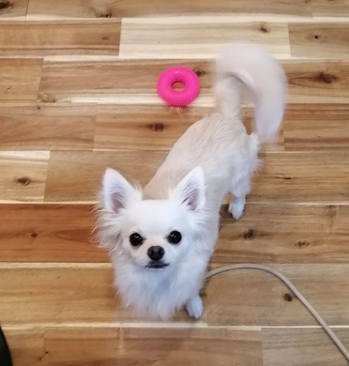 f:id:dogsalon-oluolu:20200903203429j:plain