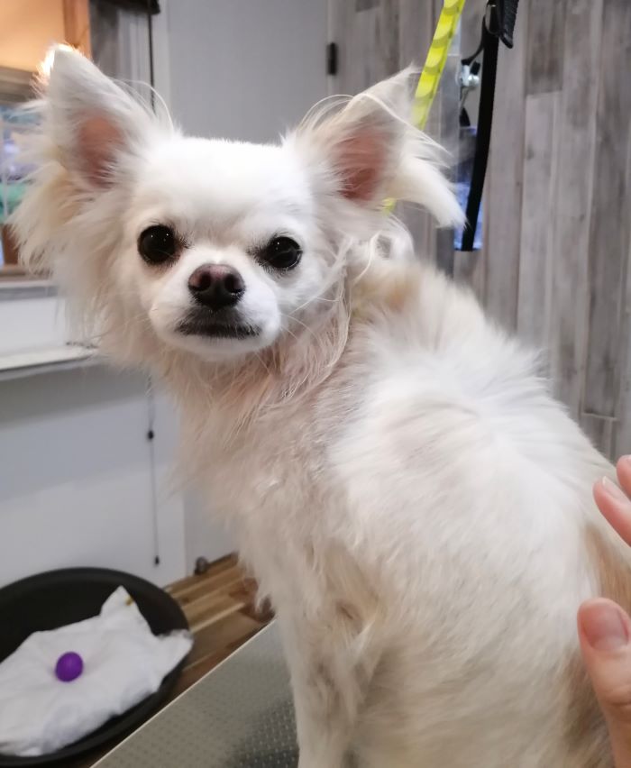 f:id:dogsalon-oluolu:20200903203439j:plain