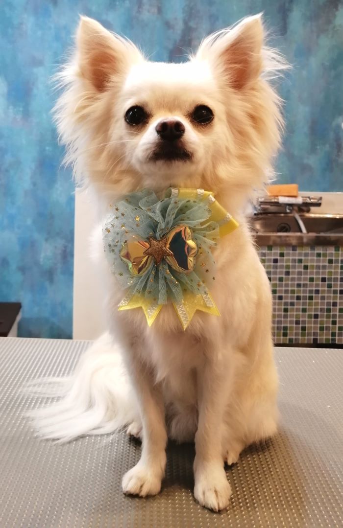 f:id:dogsalon-oluolu:20200903203448j:plain