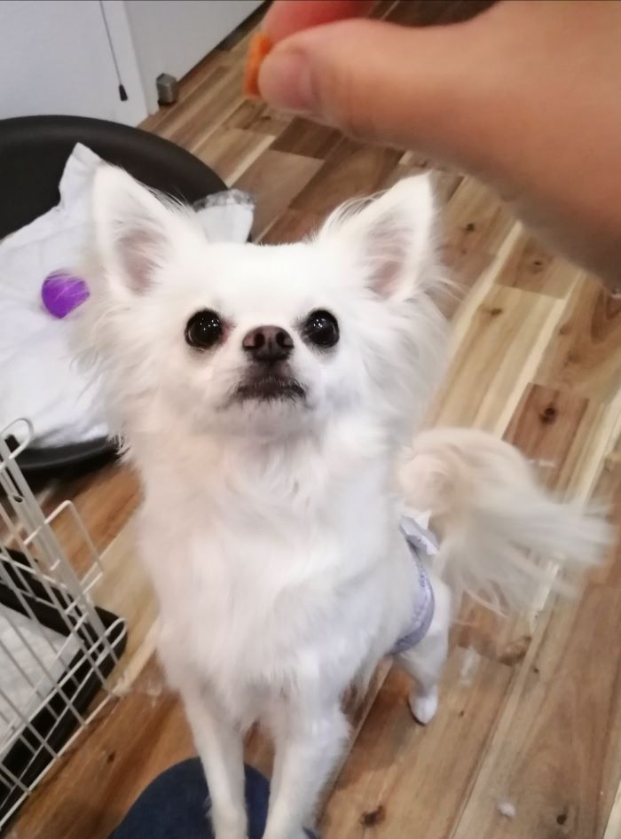 f:id:dogsalon-oluolu:20200903203456j:plain