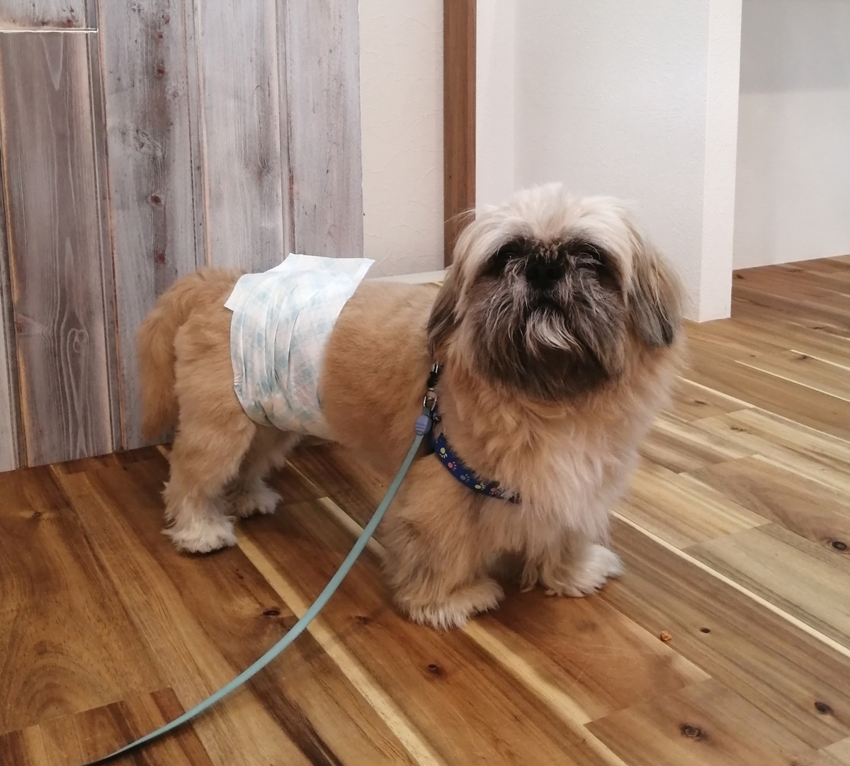 f:id:dogsalon-oluolu:20200905003402j:plain
