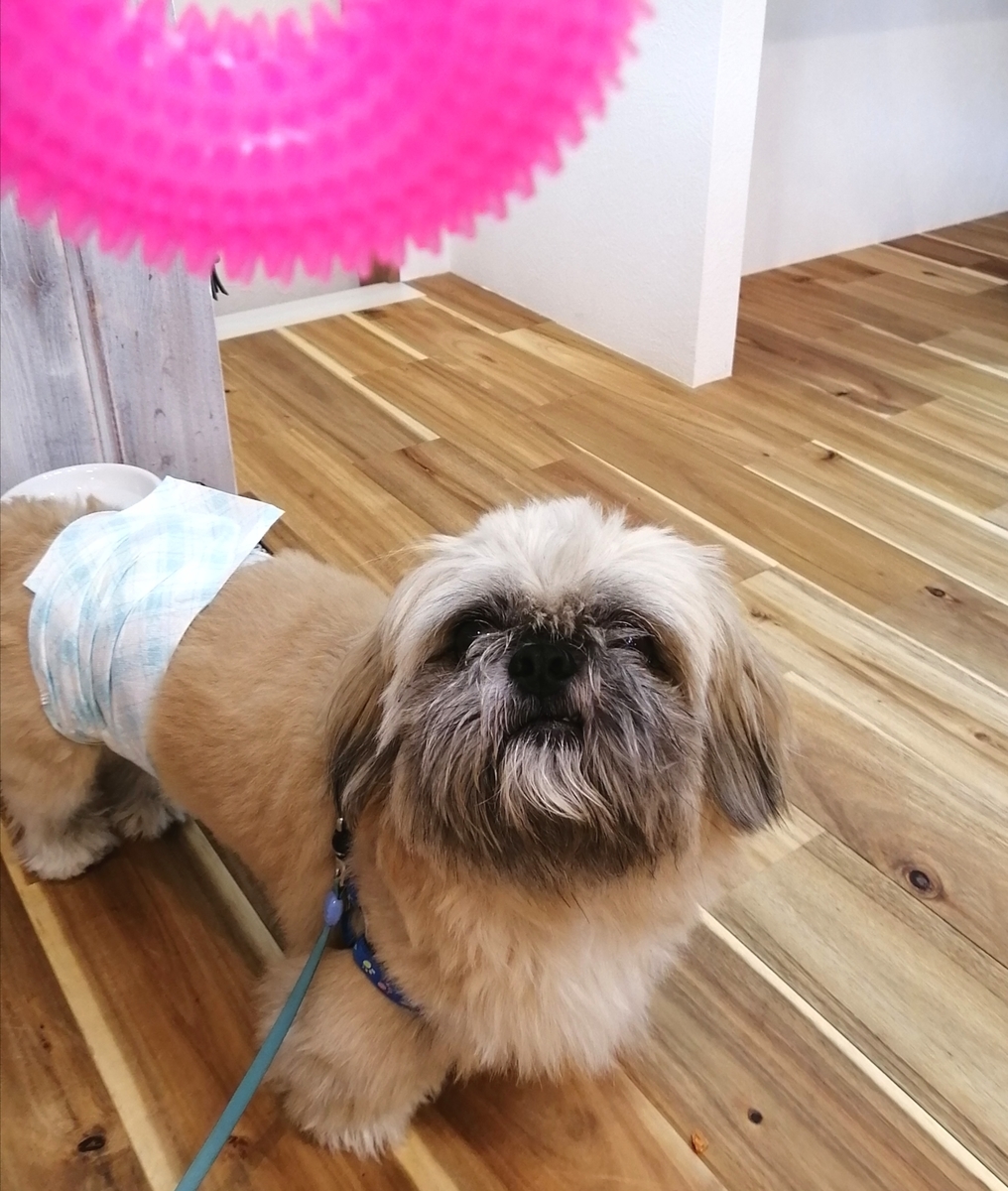 f:id:dogsalon-oluolu:20200905003411j:plain