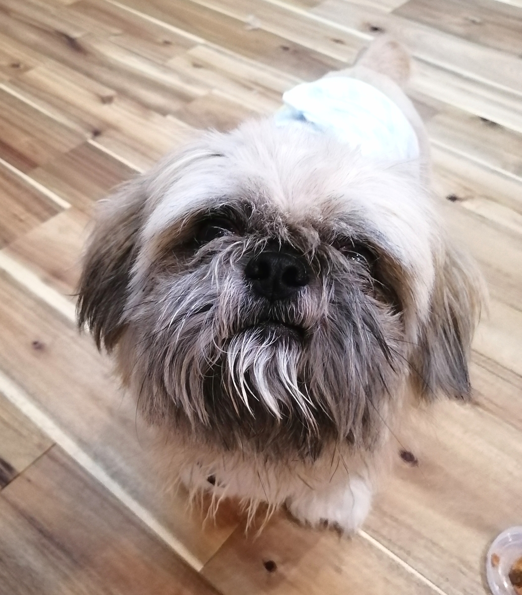 f:id:dogsalon-oluolu:20200905003424j:plain