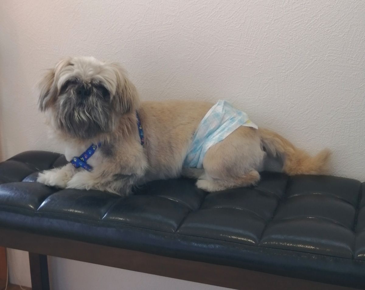 f:id:dogsalon-oluolu:20200905003440j:plain