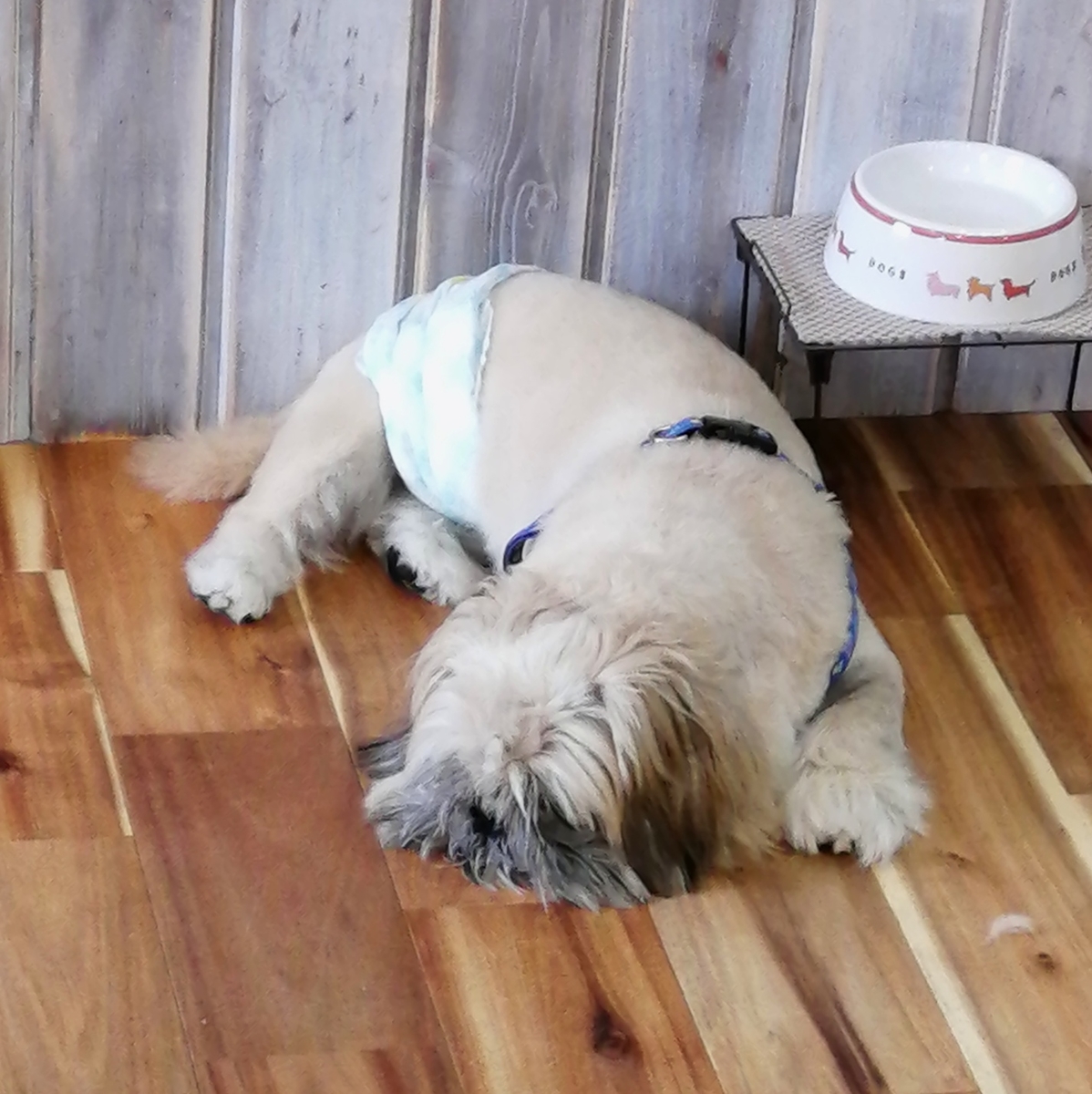 f:id:dogsalon-oluolu:20200905003452j:plain