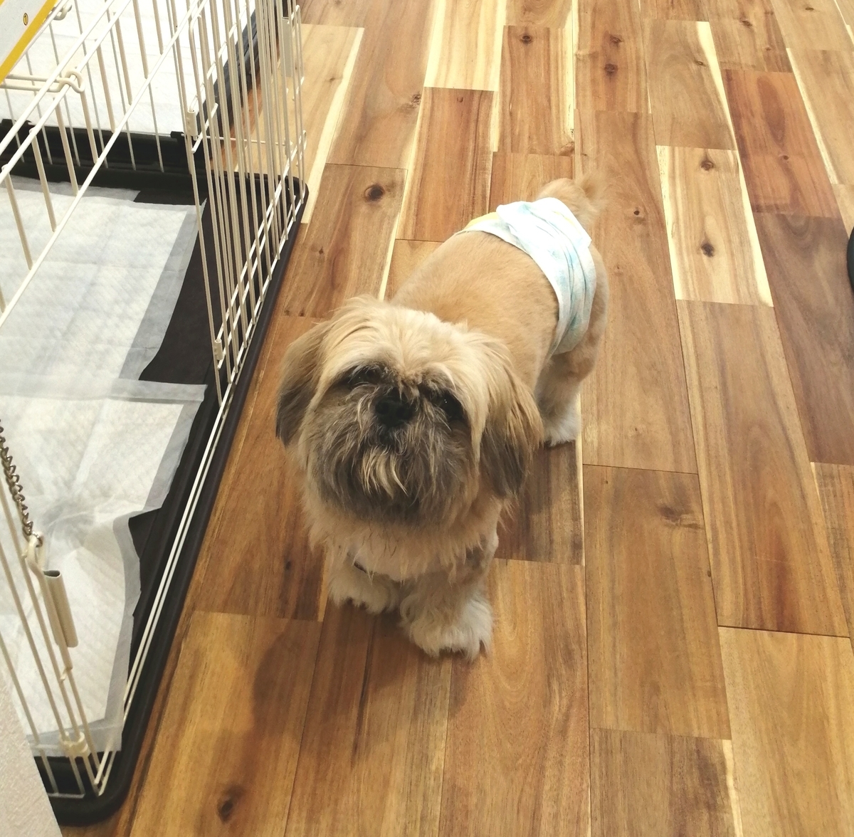 f:id:dogsalon-oluolu:20200905003508j:plain