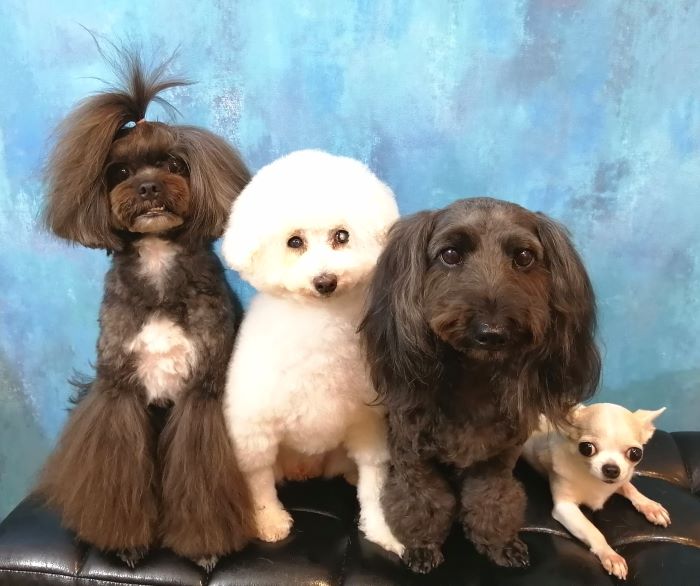 f:id:dogsalon-oluolu:20200905140055j:plain f:id:dogsalon-oluolu:20200905140055j:plain