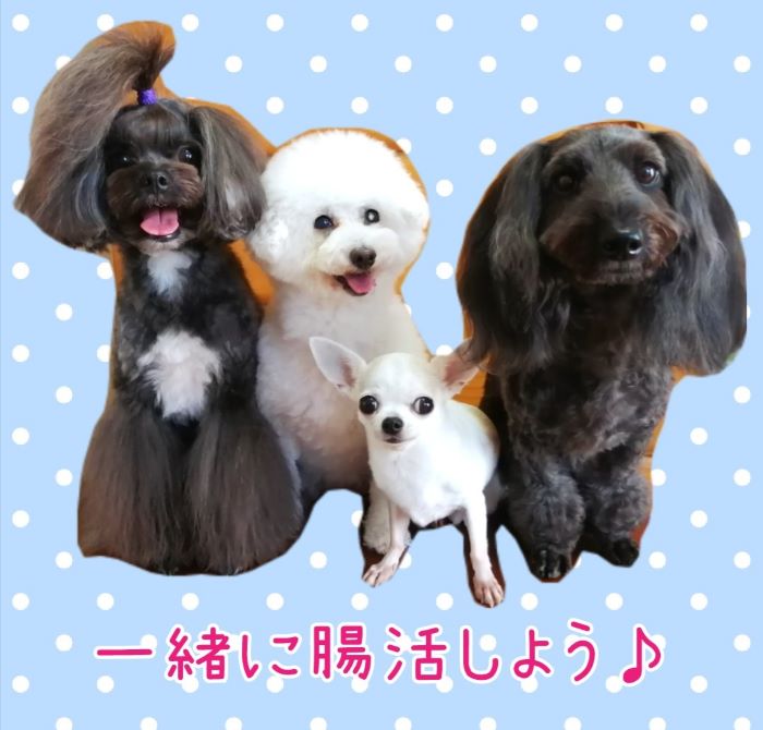 f:id:dogsalon-oluolu:20200905194810j:plain