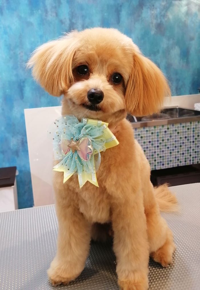 f:id:dogsalon-oluolu:20200908193116j:plain