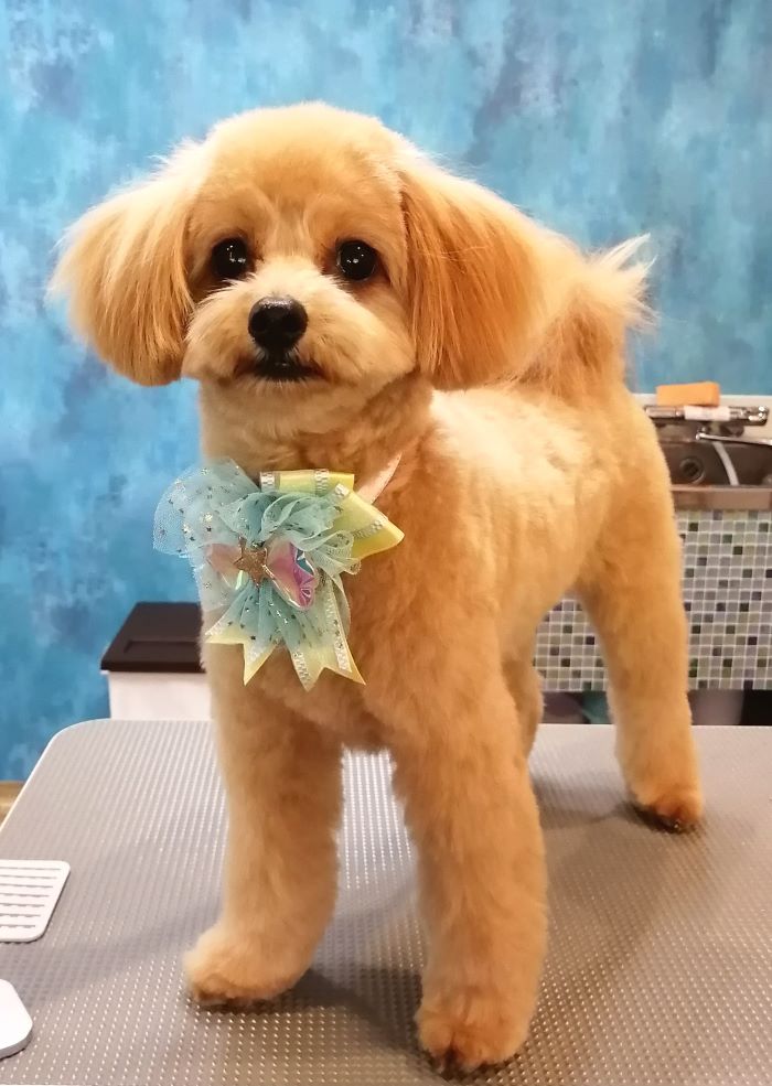 f:id:dogsalon-oluolu:20200908193123j:plain