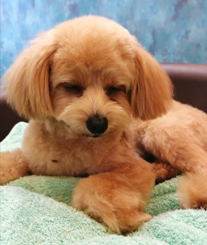 f:id:dogsalon-oluolu:20200908193130j:plain