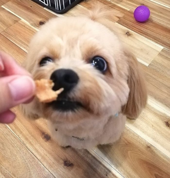 f:id:dogsalon-oluolu:20200908193142j:plain