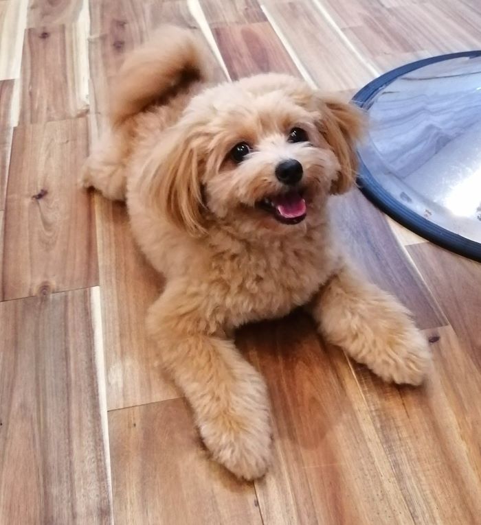 f:id:dogsalon-oluolu:20200908193150j:plain